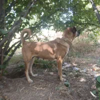 سگ سرابی|سگ|اردبیل, |دیوار