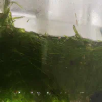 بچه گپی دونه‌ای ۱۰ هزار تومان