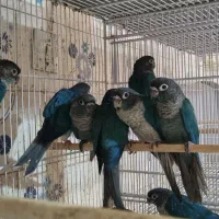تراکویس.. ردچیک ..اناناسی دبل رد