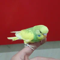 مرغ عشق|پرنده|اراک, |دیوار