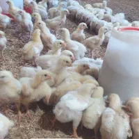 جوجه کاپ یک روزه