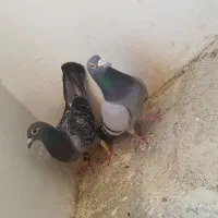 کفتر پلاکی