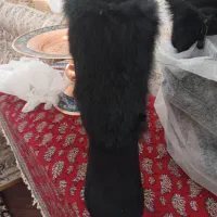 کفش مجلسی|کیف، کفش، کمربند|مرند, |دیوار