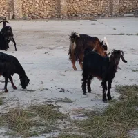 فروش بز خورموج