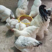 نیمچه مرغ و خروس برهما|حیوانات مزرعه|تهران, تهرانپارس شرقی|دیوار