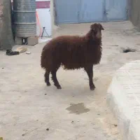 بره نر هترو