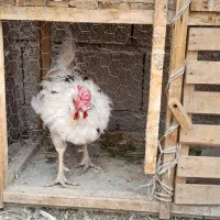خروس|حیوانات مزرعه|اصفهان, ارغوانیه|دیوار