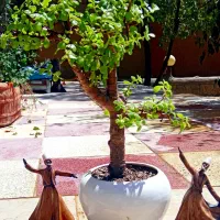 بنسای بونسای بن سای کراسولا خرفه مینیاتورری جید|گل و گیاه طبیعی|اصفهان, گلزار|دیوار