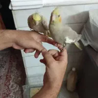 یه جفت عروس مولد|پرنده|قم, حاج زینل|دیوار