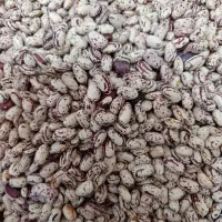 عدس و لوبیا چیتی درجه یک و تازه