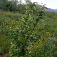 زمین باغچه ای در طالقان معاوضه با خودرو هم دارم|فروش زمین و ملک کلنگی|طالقان, |دیوار