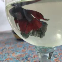 ماهی فایتر|ماهی|مشهد, شهید مطهری|دیوار