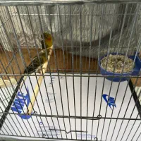 قناری جفت خورده