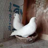 کفتر پرشی|پرنده|رشت, عینک|دیوار