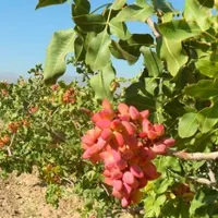 پیوند پسته صد در صد تضمنی در سرارسر استان فارس|خدمات باغبانی و درختکاری|شیراز, آزادگان|دیوار