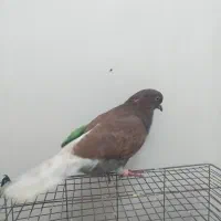 کفتر (کبوتر)|پرنده|شهریار, کهنز|دیوار