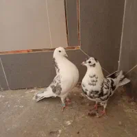 جفت کبوترنرماده