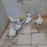 کفتر یاهو ناجلد