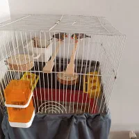 یک جفت فنچ|پرنده|کرج, حسن آباد|دیوار