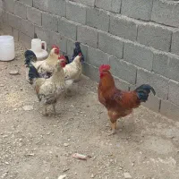 مرغ و خروس جوان|حیوانات مزرعه|زرین دشت (همدان), |دیوار