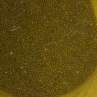 فروش ماش ۲تن هست کیلوی ۱۰۰تومن