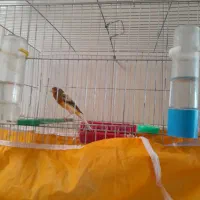 سلام قناری نر بخون شلاقی نطفه دار