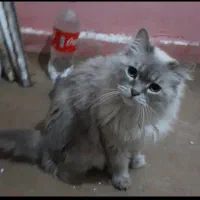 گربه ماده اماده جفت|گربه|مشهد, گاز|دیوار