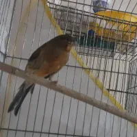 قناری سوخته سرخ بخون