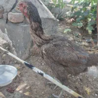 مرغ لاری نژاد دار یک ساله وسالم و تخم گذار|حیوانات مزرعه|ری, تقی آباد|دیوار