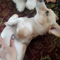 واگذاری سگ