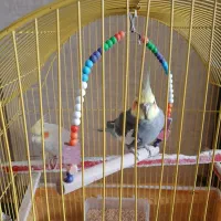 عروس هلندی