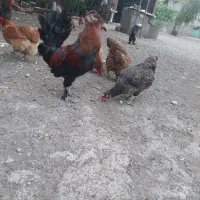 مرغ ابریشمی و خروس لهستانی به فروش میرسد