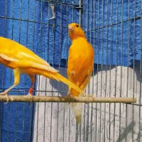 قناری، فولادشهر اصفهان