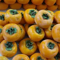 خرمالو ارگانیک