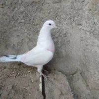 یه عدد کفتر ماده