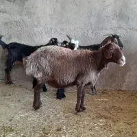میش وبز چاق  کهره چاق تخت پرواری