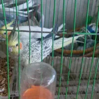 طوطی نرو ماده با دوبچه وقفس|پرنده|فریدون‌کنار, |دیوار