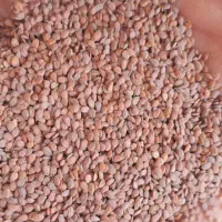 قدومه تمیز|خوردنی و آشامیدنی|مرودشت, مجد آباد|دیوار