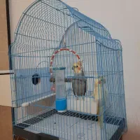 عروس هلندی وکوتوله برزیلی هشترود|پرنده|هشترود, |دیوار