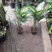 دیفن باخیابرگ پهن از۱۵۰تا۸۵۰|گل و گیاه طبیعی|تربت جام, تیپ ۳۸ زرهی تربت جام|دیوار