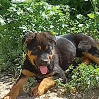 سگ رودفایلر