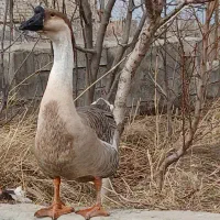 قوغاز آفریقای|حیوانات مزرعه|مشگین شهر, |دیوار