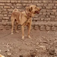 واگذاری سگ پژدر