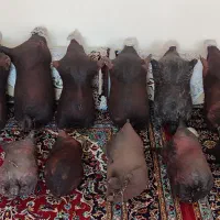 مشک پوستی