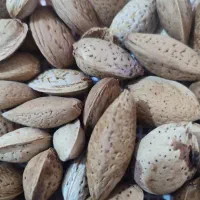 بادام درختی دیم|خوردنی و آشامیدنی|جوانرود, |دیوار