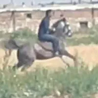 مادیان درجه یک|اسب و تجهیزات اسب‌سواری|کرمانشاه, |دیوار