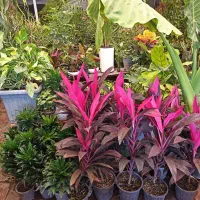 گل کاج|گل و گیاه طبیعی|قم, مهدیه|دیوار