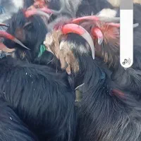 فروش چند راس بز|حیوانات مزرعه|لنده, |دیوار