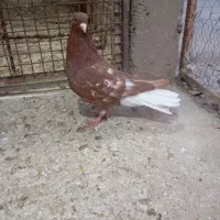 کبوتر دم سفید و کربلایی|پرنده|گنبد کاووس, |دیوار