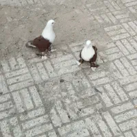 مخمل